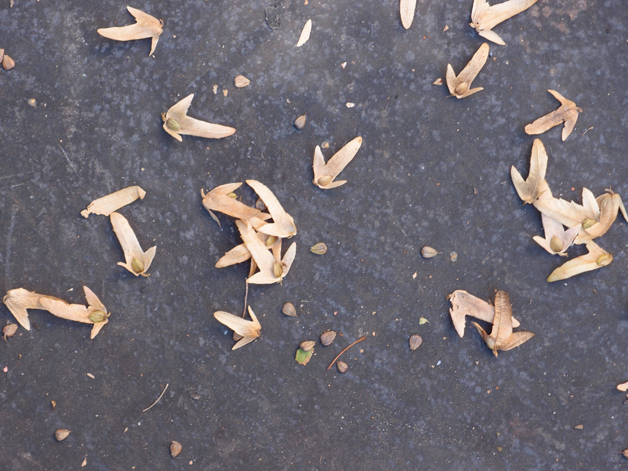 2019-09-17 Blätter auf (feuchtem) Boden